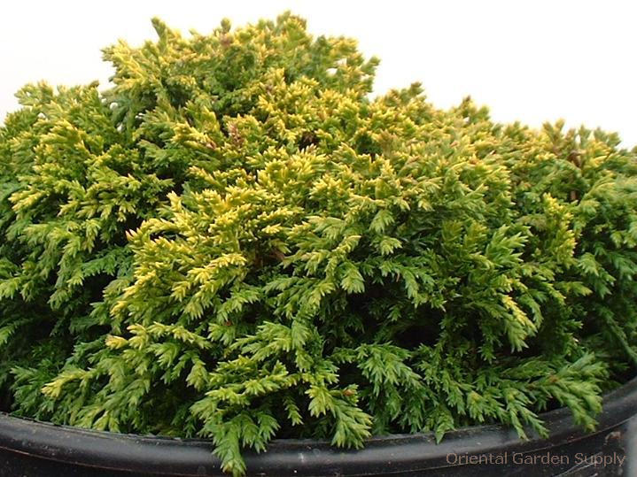 Chamaecyparis pisifera 'Gold Pin Cushion'