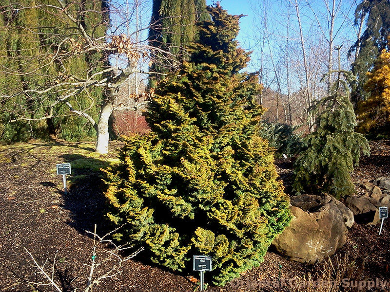 Chamaecyparis obtusa 'Kosteri'