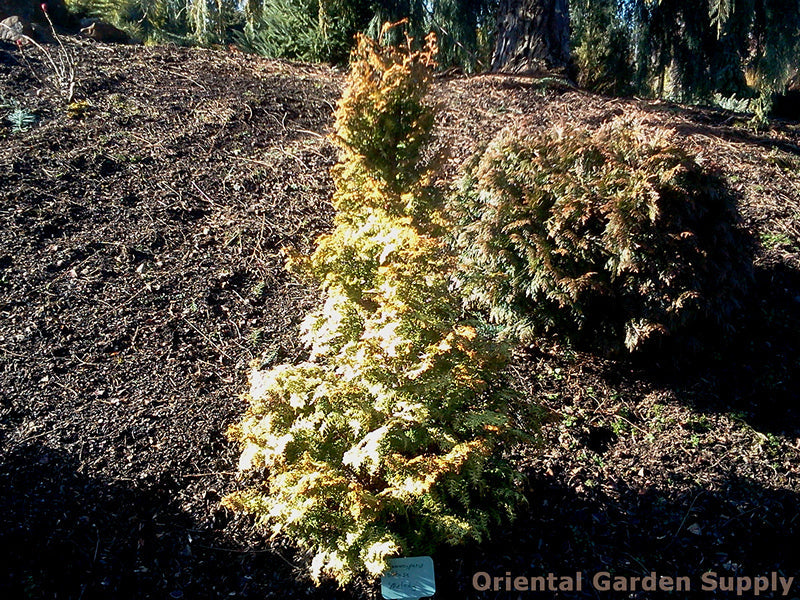Chamaecyparis obtusa 'Melody'
