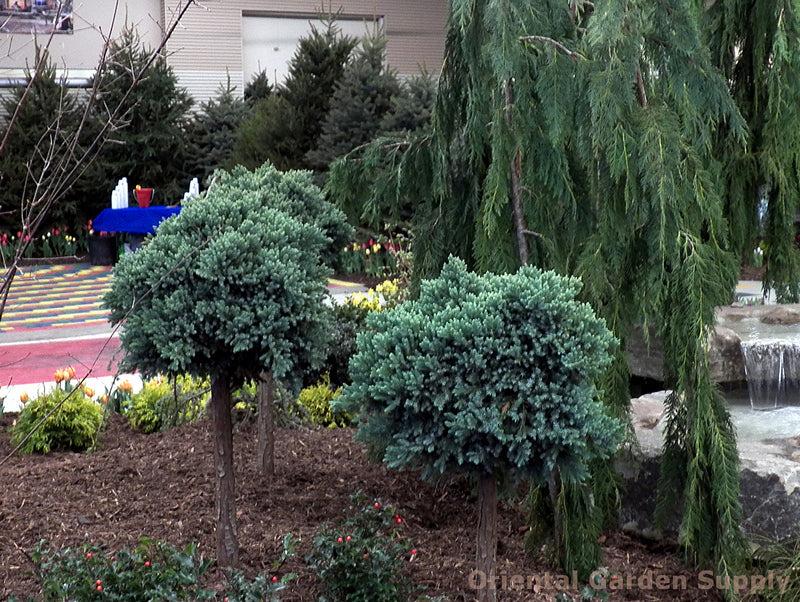 Juniperus squamata 'Blue Star'