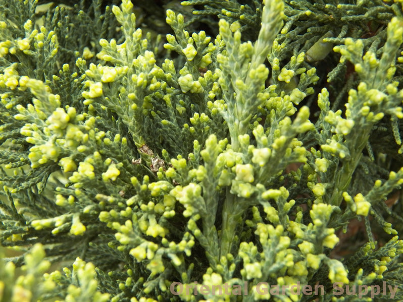 Juniperus chinensis 'Trautman'