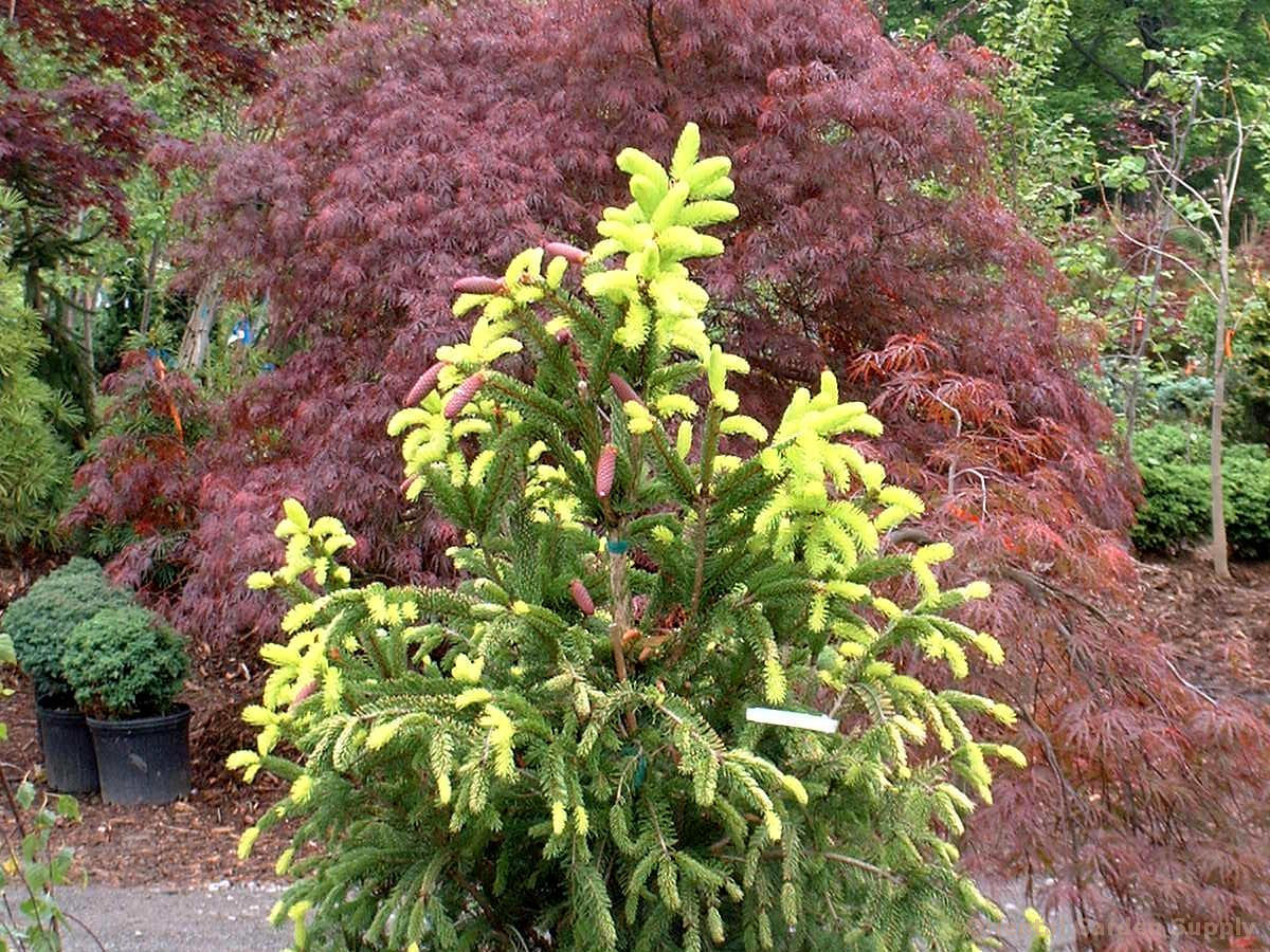 Picea abies 'Aurea'
