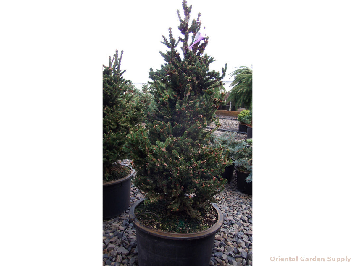 Picea abies 'Hillside Upright'