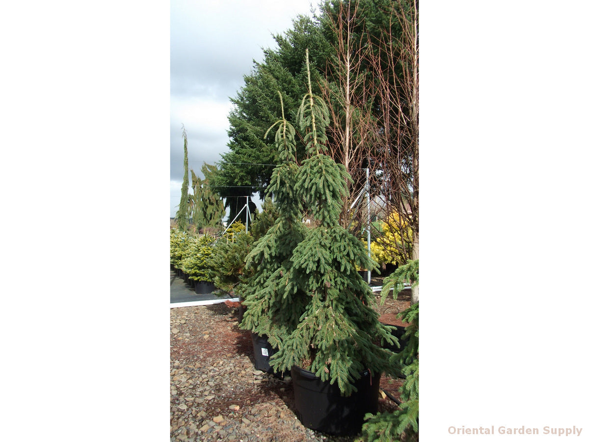 Picea glauca 'Pendula'