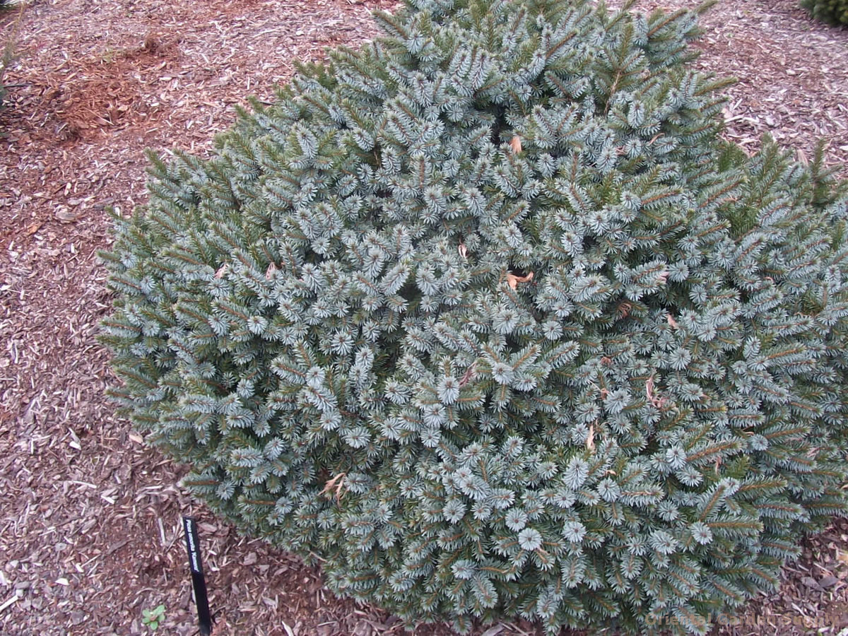 Picea omorika 'Kamenz'