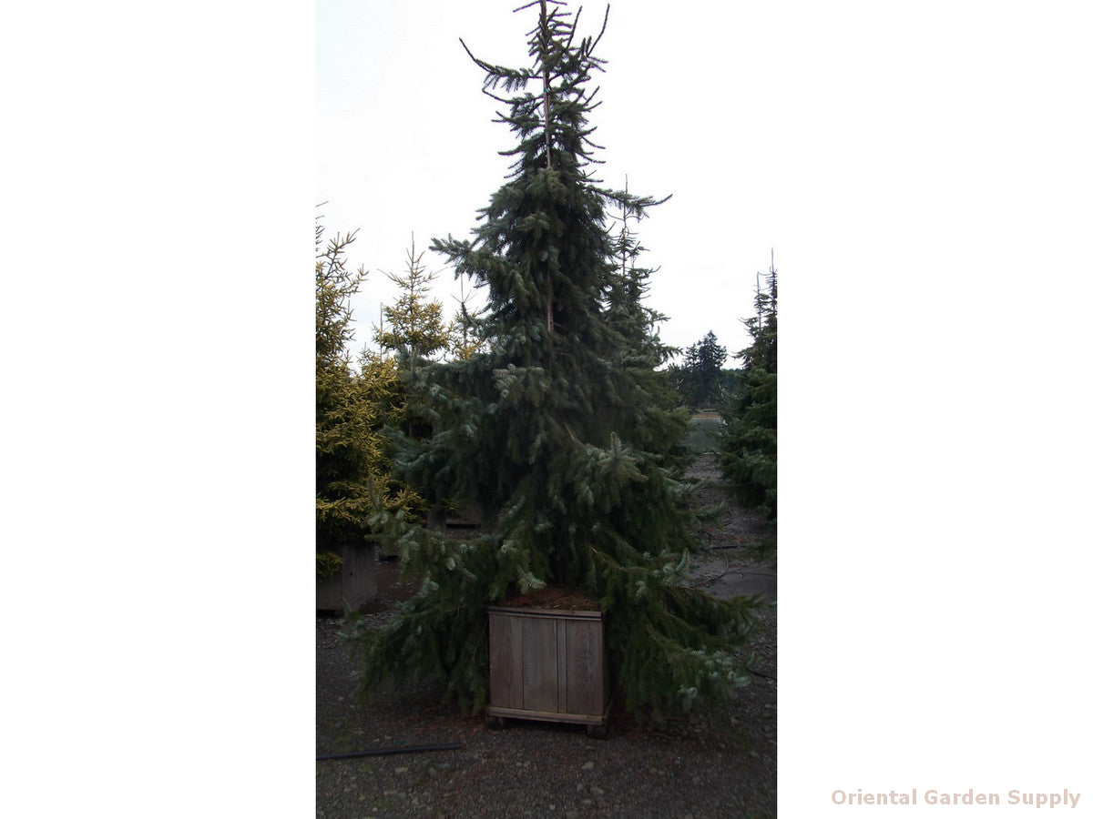 Picea omorika 'Pendula'