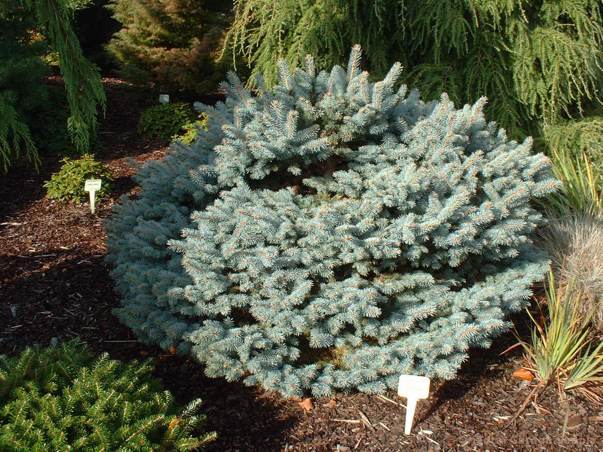 Picea pungens 'Glauca Globosa'
