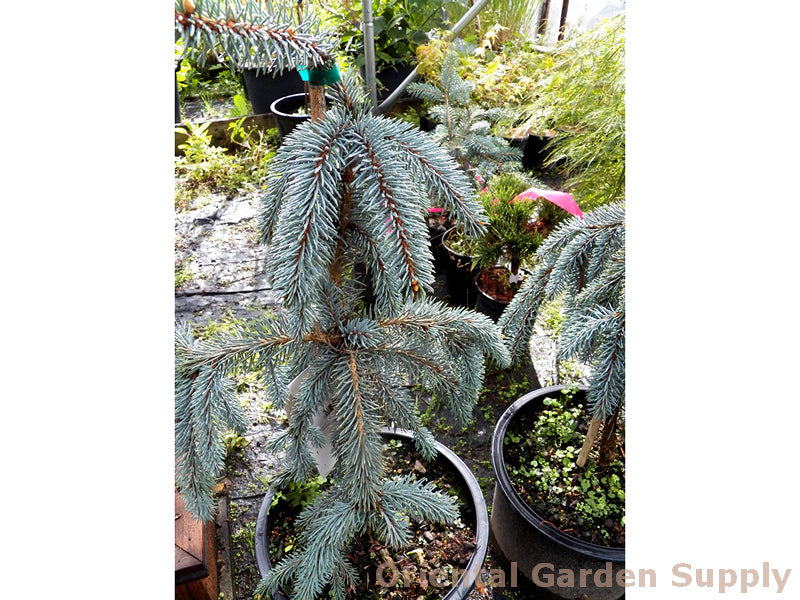 Picea pungens 'Slenderina Pendula'