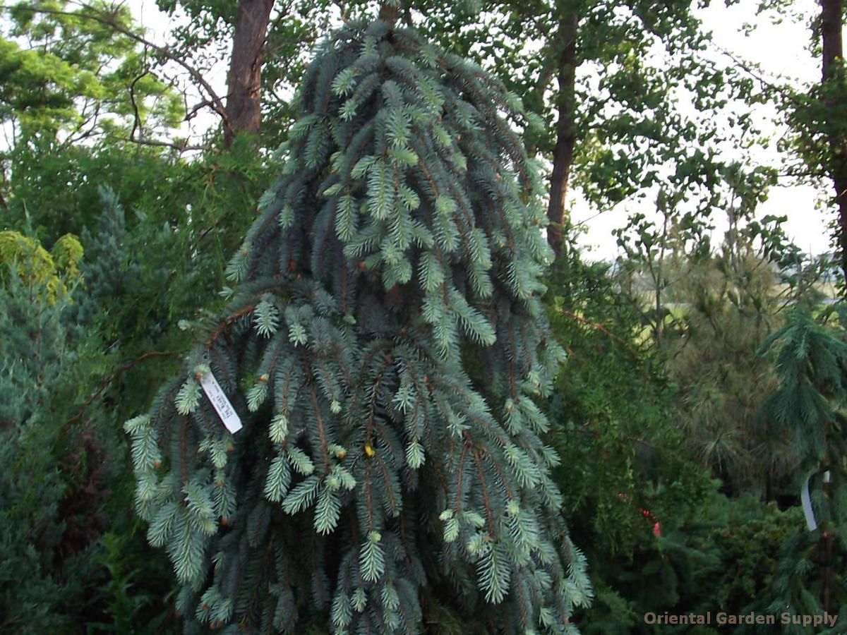Picea pungens 'The Blues'