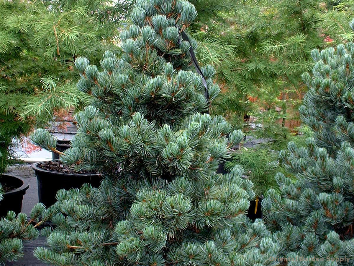 Pinus cembra 'Glauca'