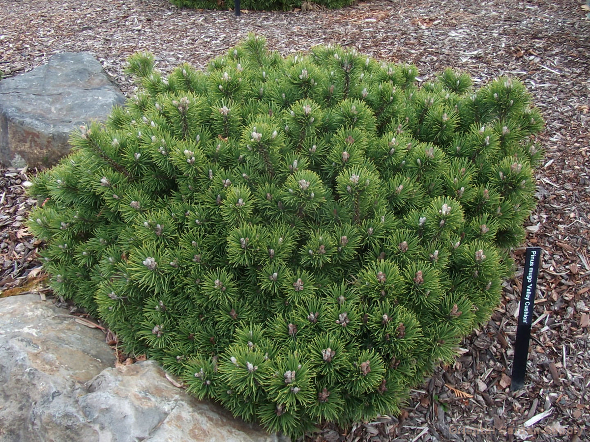 Pinus mugo 'Valley Cushion'