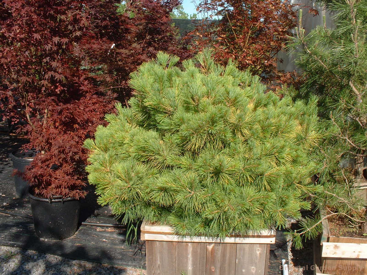 Pinus strobus 'Louie'