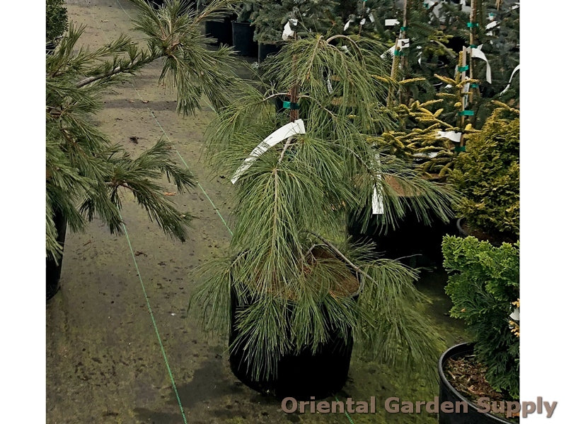 Pinus strobus 'Angel Falls'
