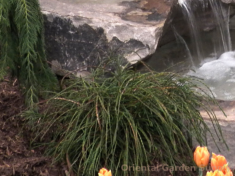 Thuja plicata 'Whipcord'