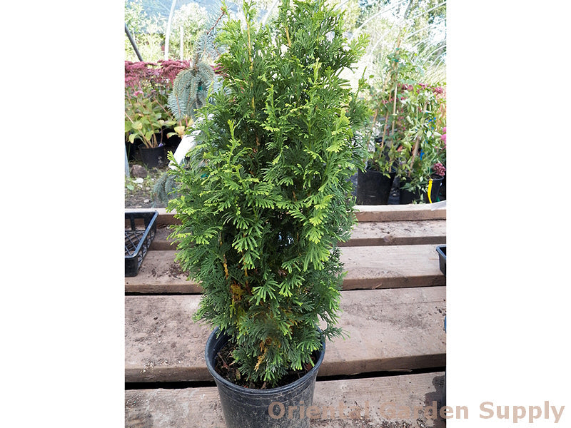 Thuja occidentalis 'DeGroot's Spire'