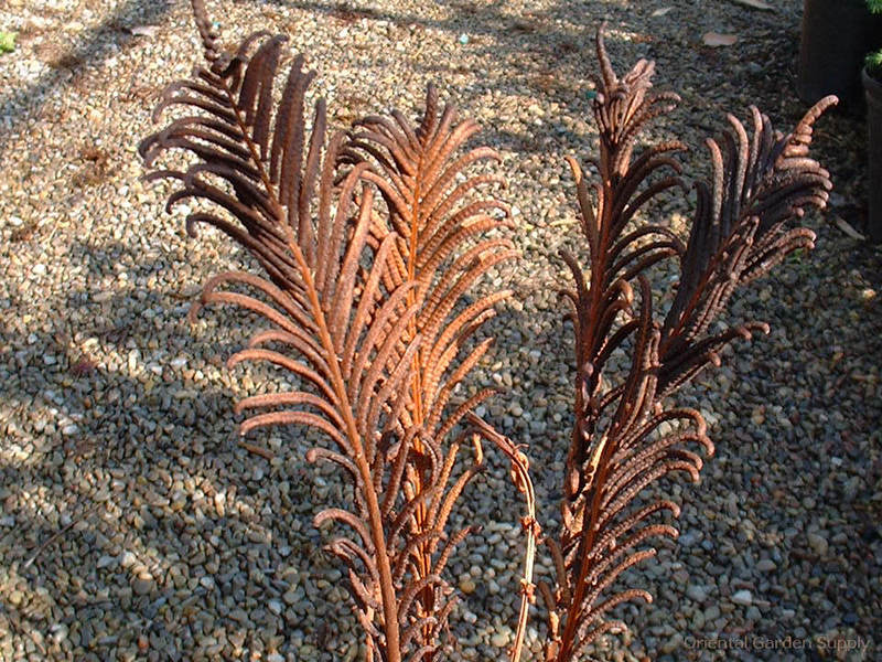 Matteuccia struthiopteris