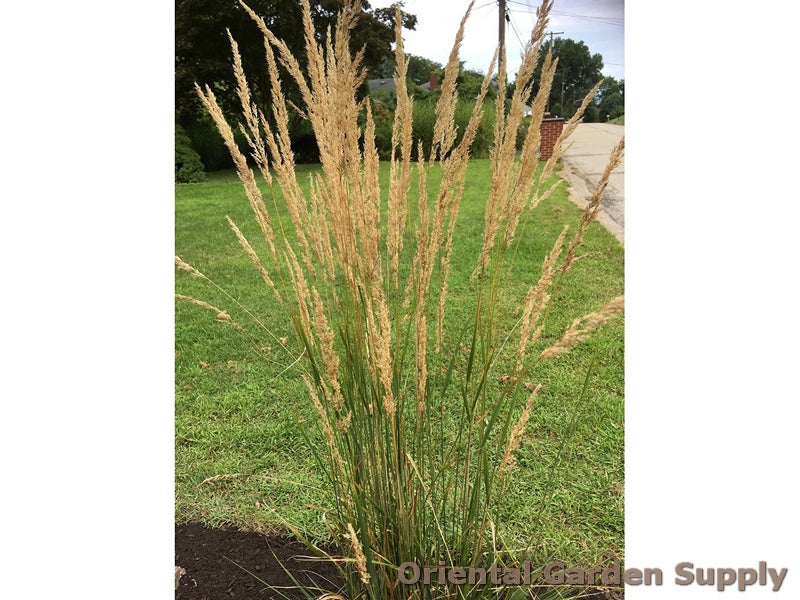 Calamagrostis x acutiflora 'Karl Foerster'