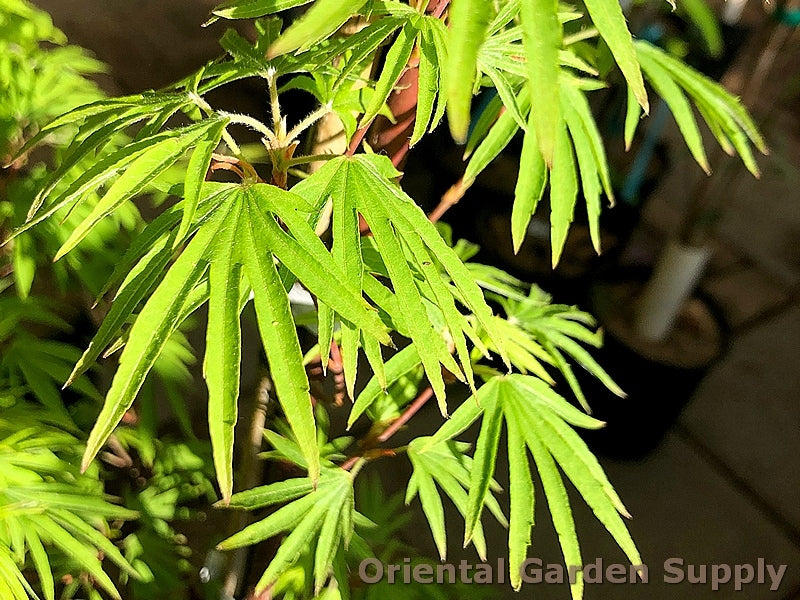 Acer sieboldianum 'Shoryu No Tsume'