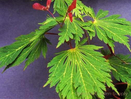 Acer japonicum 'Aconitifolium'