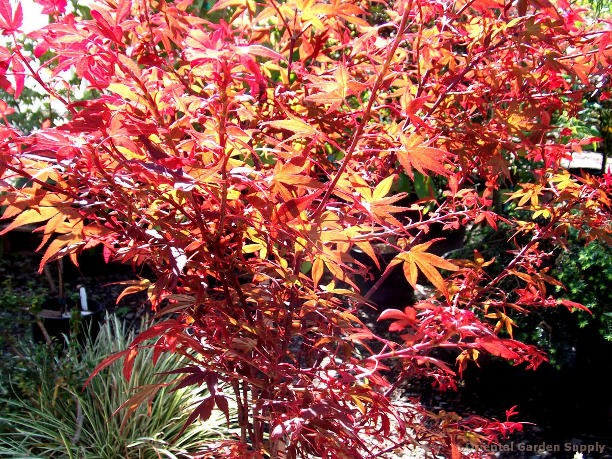 Acer palmatum 'Hime shojo'