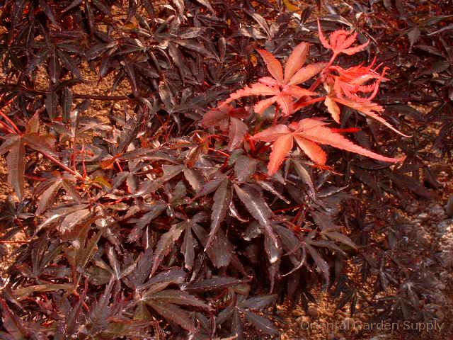 Acer palmatum 'Skeeter's Broom'