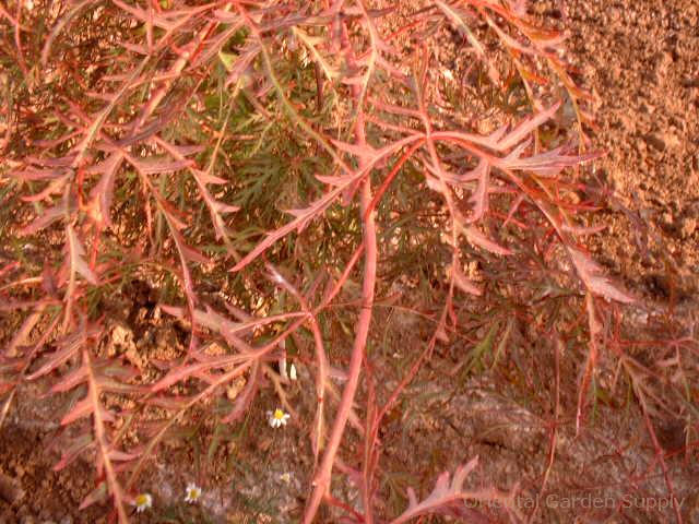 Acer palmatum dissectum 'Watnong'