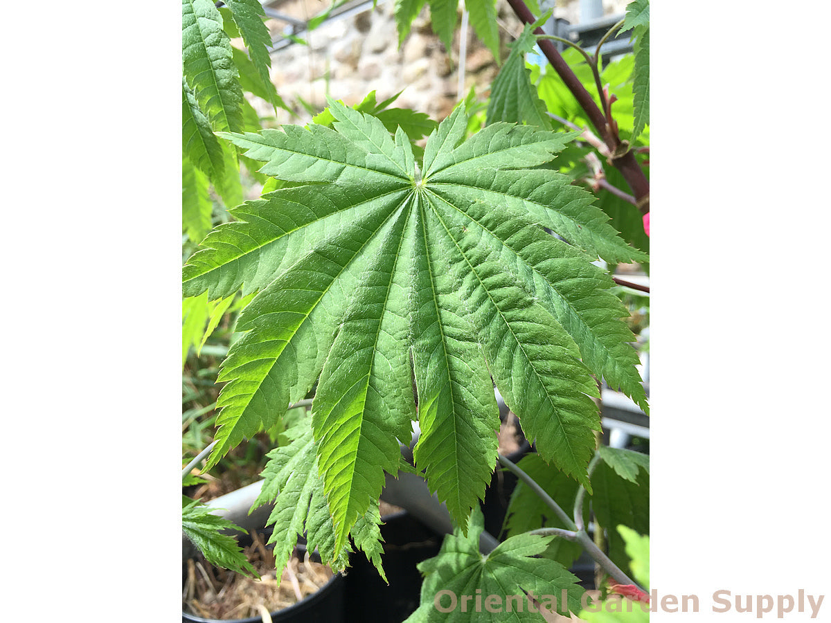 Acer japonicum 'Attaryi'