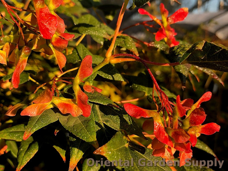 Acer olivaceum