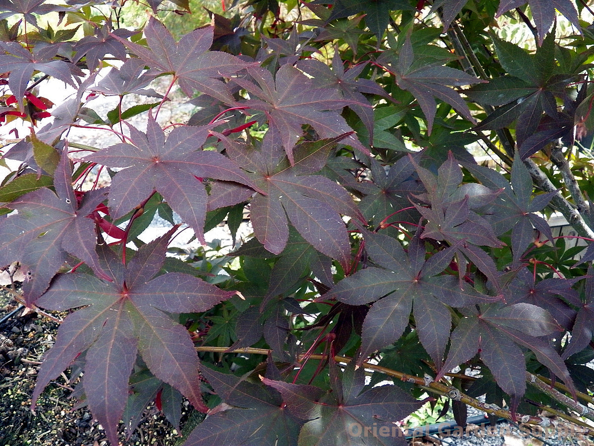 Acer palmatum 'Bloodgood'