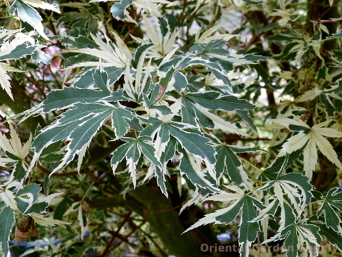 Acer palmatum 'Butterfly'