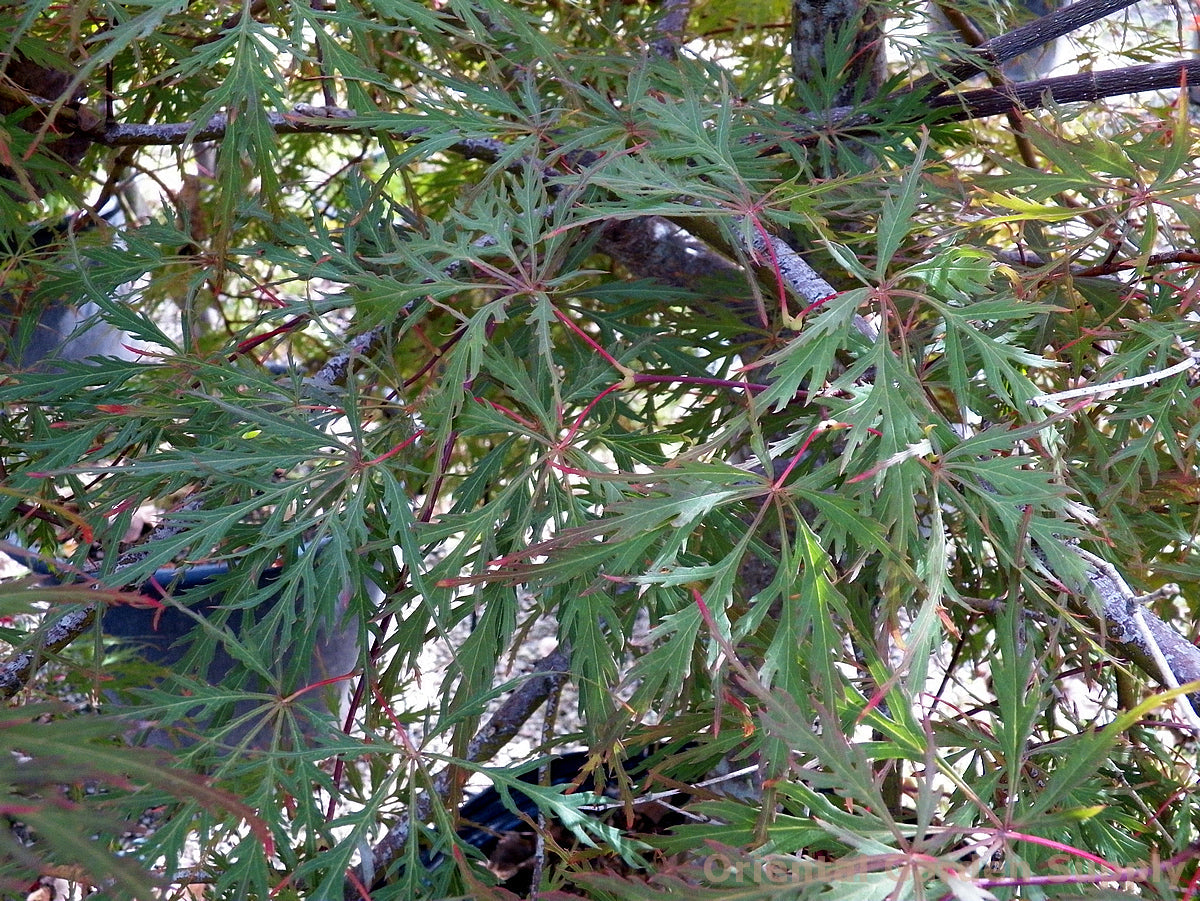 Acer palmatum dissectum 'Garnet'