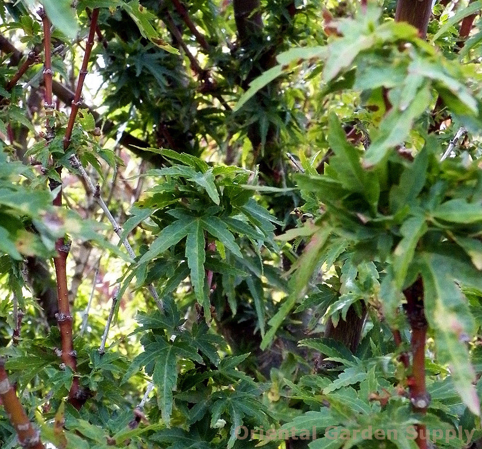 Acer palmatum 'Goshiki kotohime'