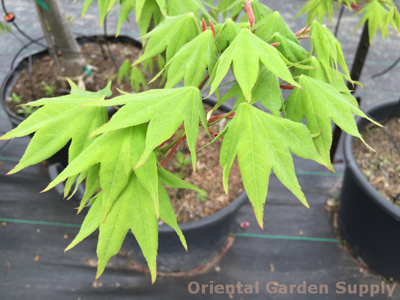Acer palmatum 'Hogyoku'