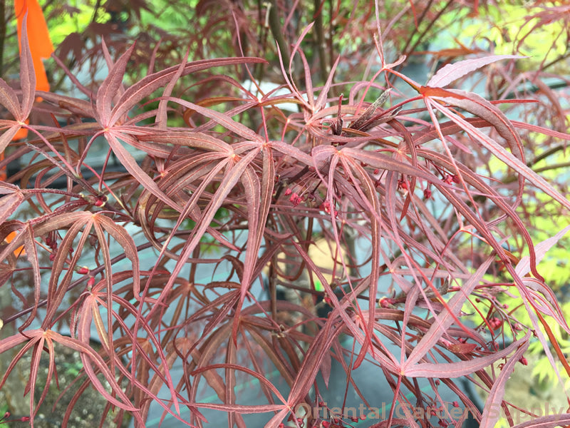 Acer palmatum 'Hubb's Red Willow'