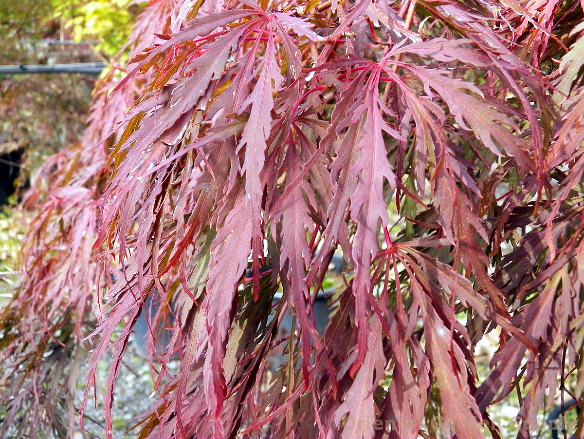 Acer palmatum dissectum 'Inaba shidare'
