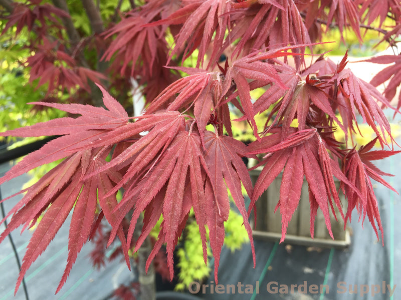 Acer palmatum 'Pixie'
