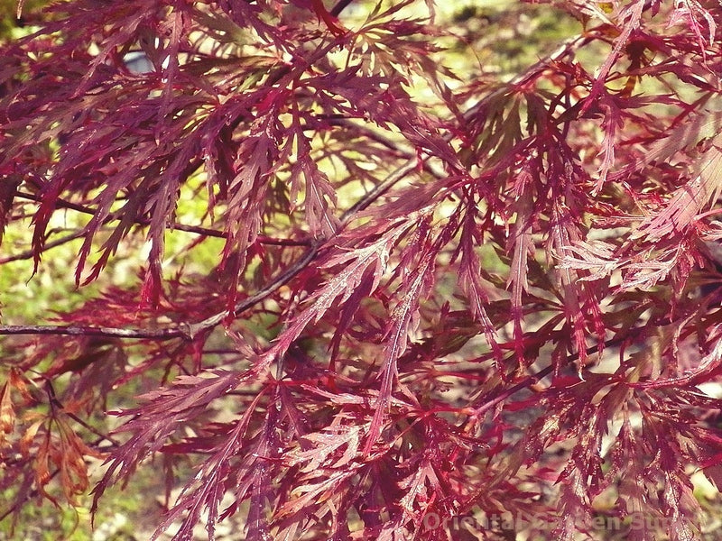 Acer palmatum dissectum 'Red Dragon'