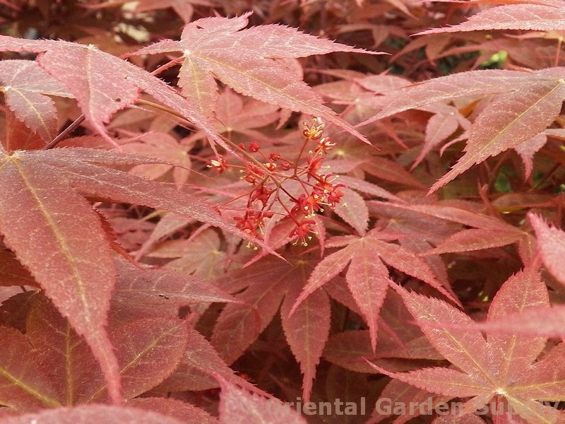 Acer palmatum 'Rhode Island Red'