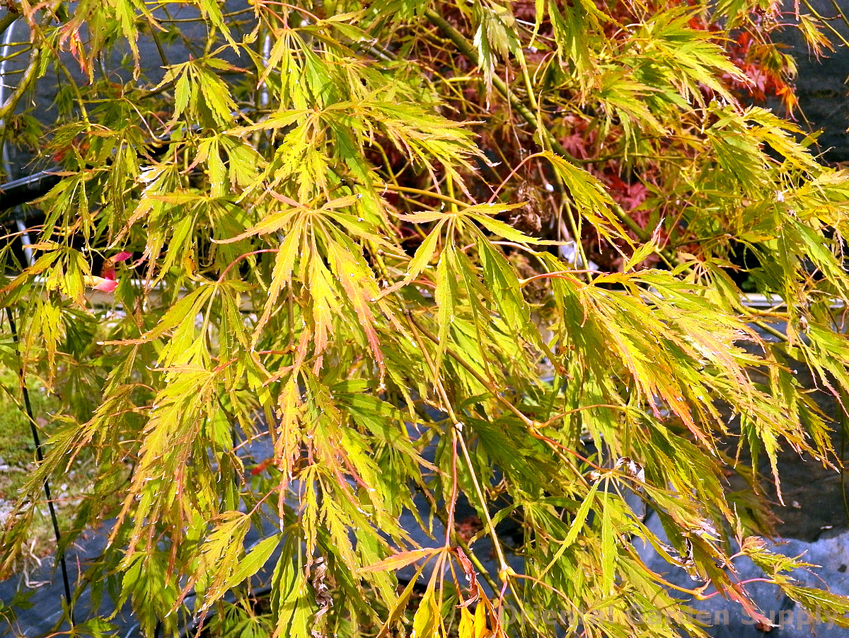 Acer palmatum dissectum 'Waterfall'