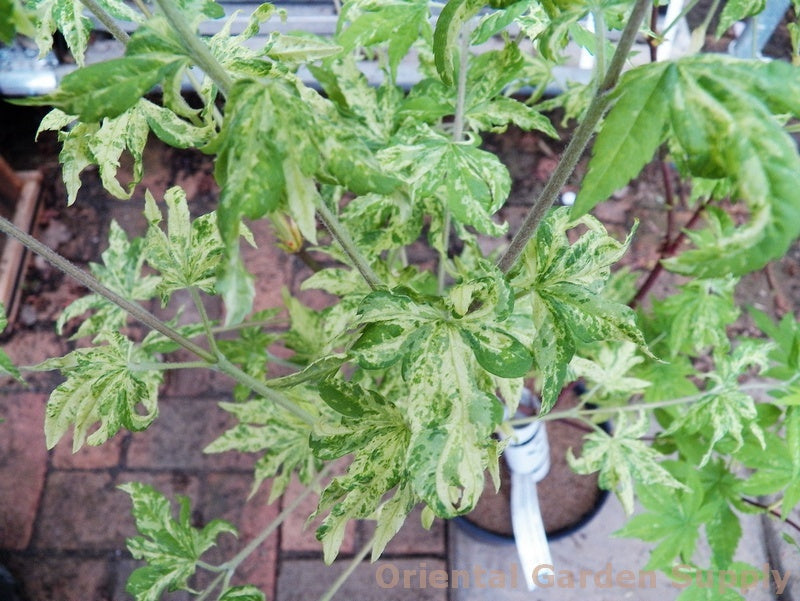 Acer sieboldianum 'Kumoi nishiki'