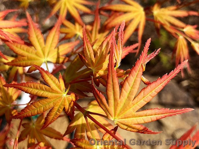 Acer palmatum 'Coral Magic'