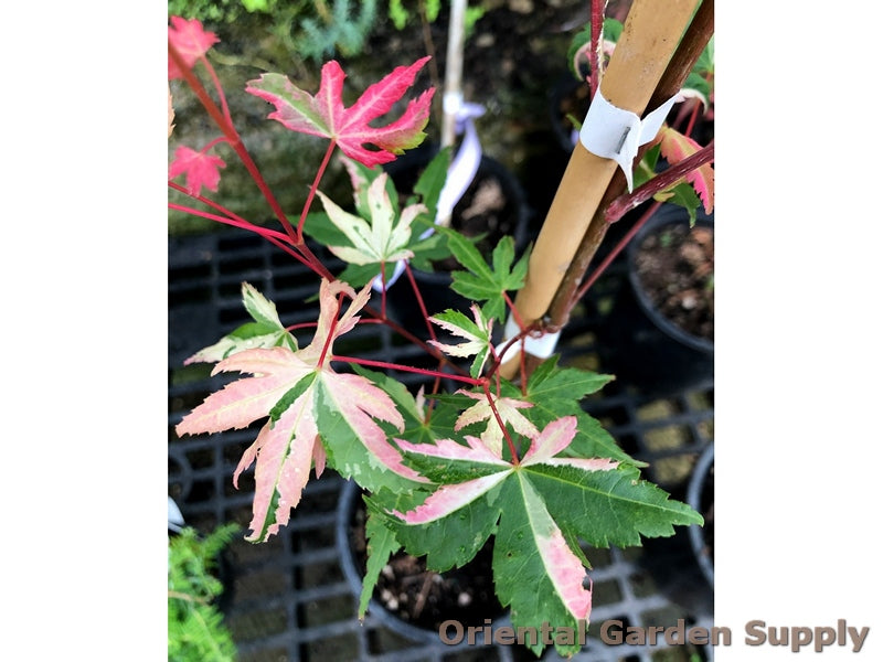 Acer palmatum 'Mama Fu'