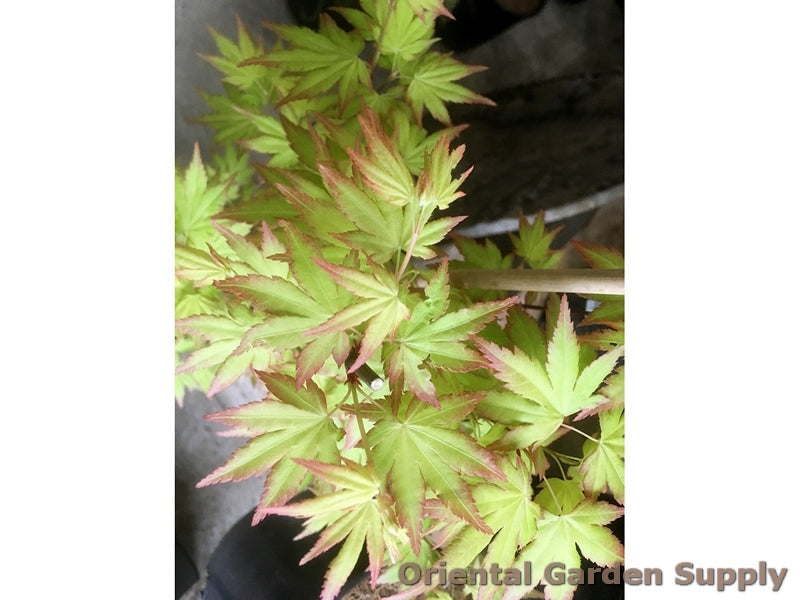 Acer palmatum 'Summer Gold'