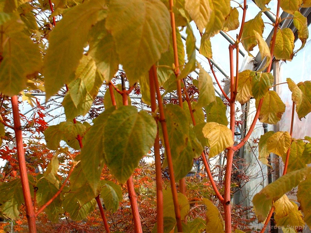 Acer conspicuum 'Phoenix'