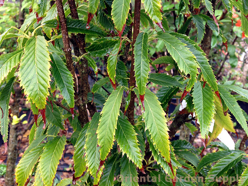 Acer carpinifolium 'Esveld Select'