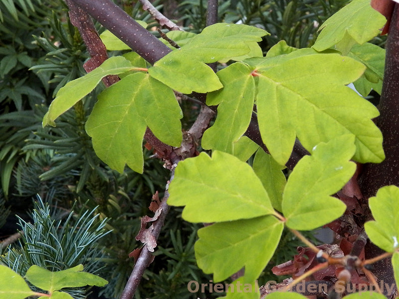 Acer griseum