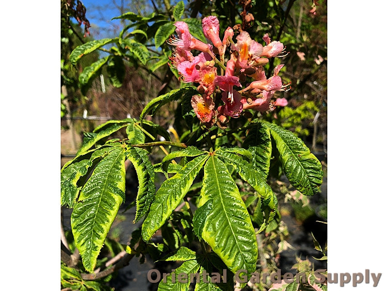 Aesculus x carnea 'Aureomarginata'