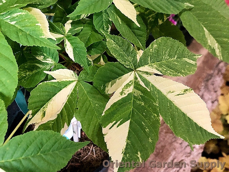 Aesculus turbinata 'Marble Chip'