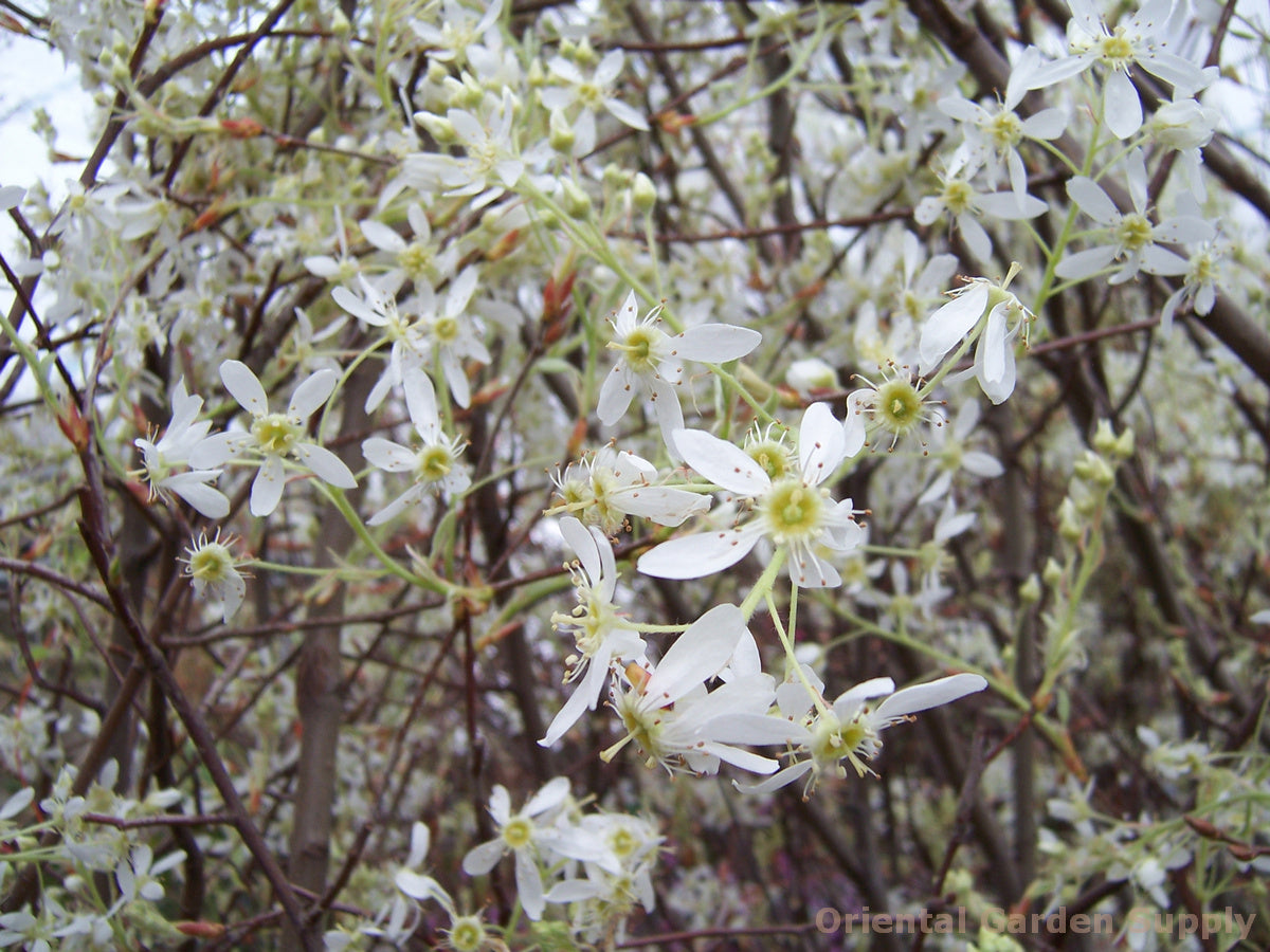 Amelanchier arborea x grandflora 'Autumn Brilliance'