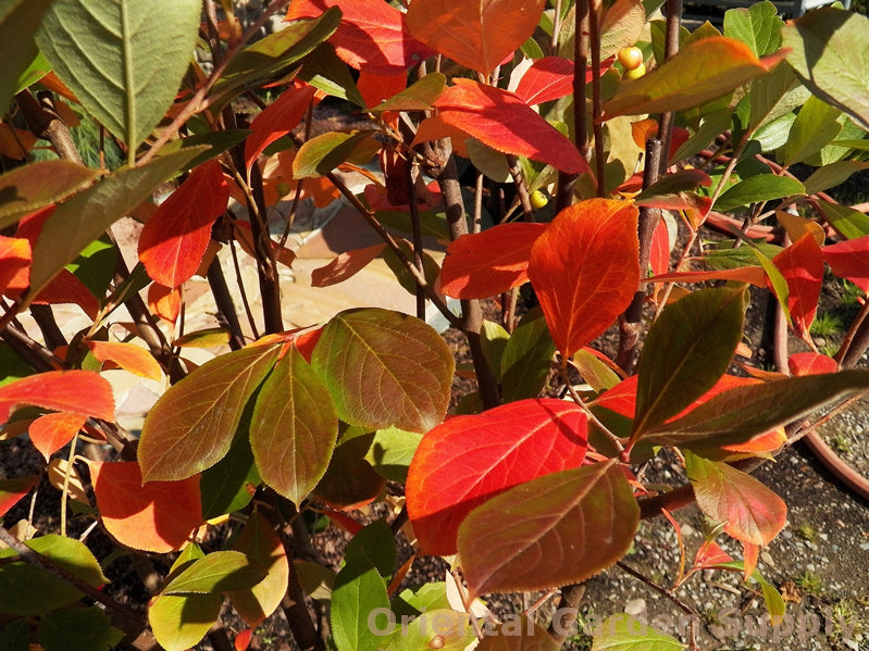 Aronia arbutifolia 'Brilliantissima'